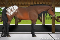 Horse Color:Bay Appaloosa 