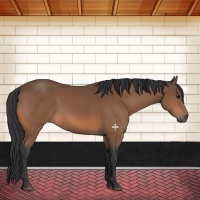Horse Color:Bay Sabino 