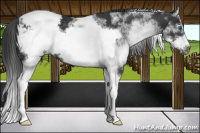 Horse Color:White Spotted Black Splash Frame Snowcap 