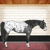 Horse Color:Blue Roan Splash Appaloosa 