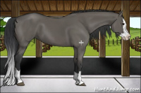 Horse Color:Grullo Sabino Splash 