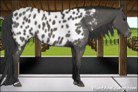 Horse Color:Black Sabino Near Leopard 