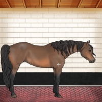 Horse Color:Bay Sabino 