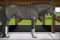 Horse Color:Black 