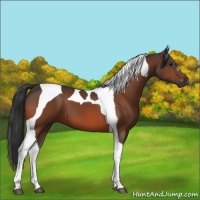 Horse Color:Bay Tobiano 