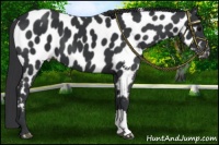 Horse Color:Black Near Leopard 