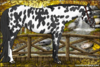 Horse Color:Black Near Leopard 