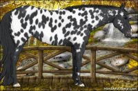 Horse Color:Black Near Leopard 