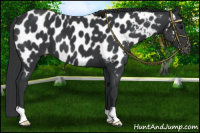 Horse Color:Black Near Leopard 