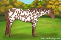 Horse Color:Red Roan Appaloosa 