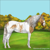 Horse Color:White Spotted Palomino Splash Tobiano Rabicano 