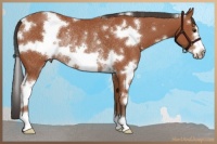Horse Color:White Spotted Bay Frame Rabicano 