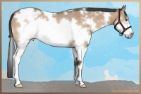 Horse Color:White Spotted Bay Dun Splash Frame Rabicano 