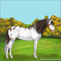 Horse Color:White Spotted Buckskin Roan Splash Frame Appaloosa 