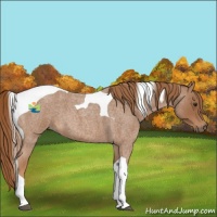 Horse Color:Red Roan Tobiano 