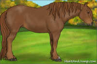 Horse Color:Gray Chestnut 