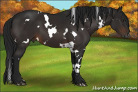 Horse Color:Gray White Spotted Bay 