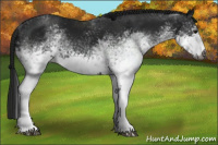 Horse Color:Gray White Spotted Black 