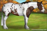 Horse Color:Gray Bay Splash Tobiano Appaloosa 