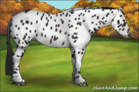 Horse Color:Gray Brown Appaloosa 