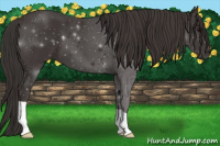 Horse Color:Smoky Black 