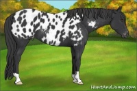 Horse Color:Black Appaloosa