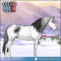 Horse Color:White Spotted Smoky Black