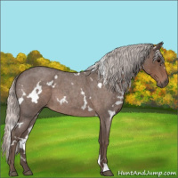 Horse Color:White Spotted Silver Blue Roan 