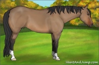 Horse Color:Bay Dun