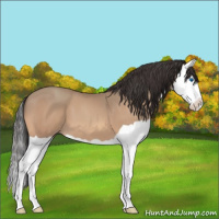 Horse Color:Amber Champagne Splash 