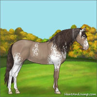 Horse Color:White Spotted Classic Champagne Roan 