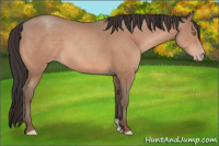 Horse Color:Sable Champagne 