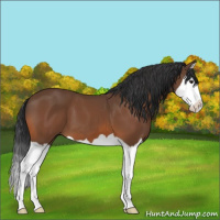 Horse Color:Bay Splash 