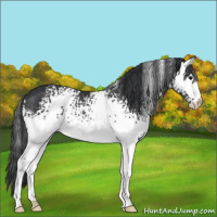 Horse Color:White Spotted Black Rabicano 