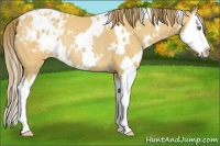 Horse Color:White Spotted Amber Cream Champagne Splash Appaloosa Rabicano 