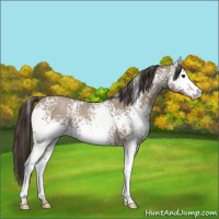 Horse Color:White Spotted Classic Champagne Roan 
