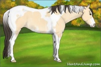 Horse Color:Buckskin Ice Dun Sabino Tobiano 