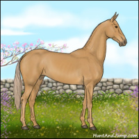 Horse Color:Palomino 