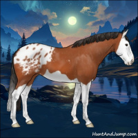 Horse Color:Bay Splash Appaloosa 