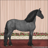 Horse Color:Blue Roan 
