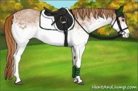 Horse Color:White Spotted Chestnut