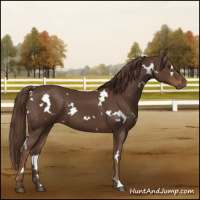 Horse Color:White Spotted Liver Chestnut 