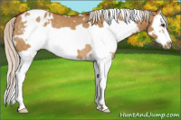 Horse Color:White Spotted Silver Buckskin Dun Splash Frame Appaloosa Rabicano 