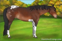 Horse Color:Brown Tobiano Appaloosa 