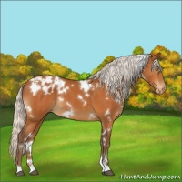 Horse Color:White Spotted Silver Buckskin Appaloosa 