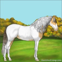 Horse Color:Buckskin Tobiano Frame Appaloosa Rabicano 