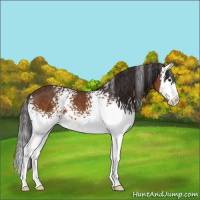 Horse Color:White Spotted Buckskin Splash 