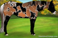 Horse Color:White Spotted Buckskin Splash Appaloosa 