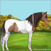 Horse Color:Buckskin Roan Tobiano Appaloosa Rabicano 