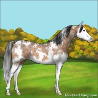 Horse Color:White Spotted Bay Ice Dun Splash 